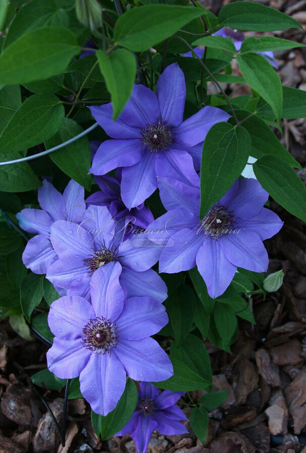 Клематис Рамона / Clematis Ramona — фото 2