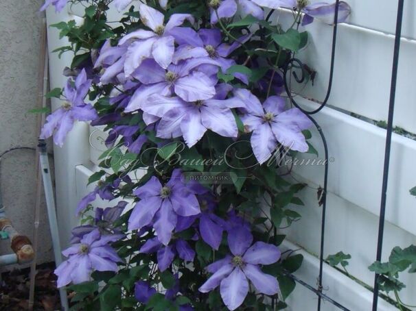 Клематис Рамона / Clematis Ramona — фото 3