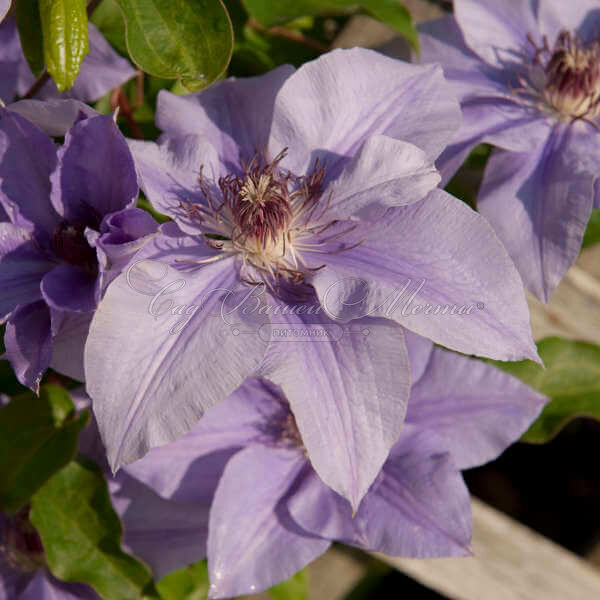 Клематис Рамона / Clematis Ramona — фото 4