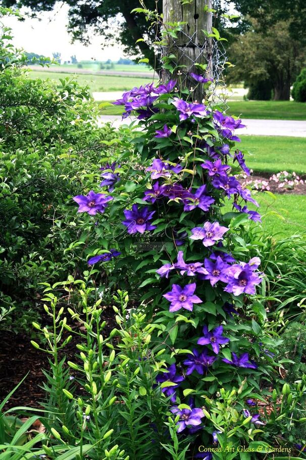Клематис Рамона / Clematis Ramona — фото 5