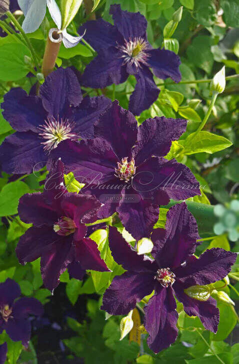 Клематис Распутин / Clematis Rasputin — фото 2