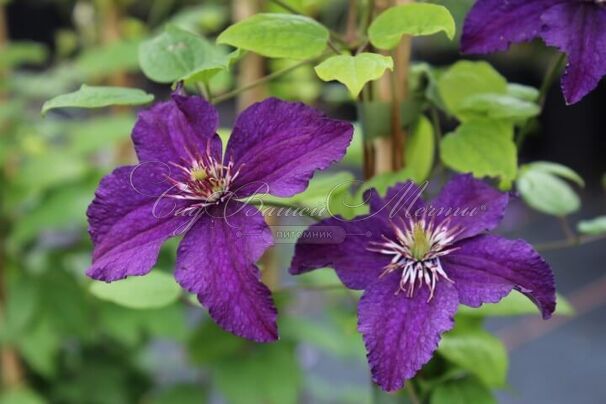 Клематис Распутин / Clematis Rasputin — фото 3