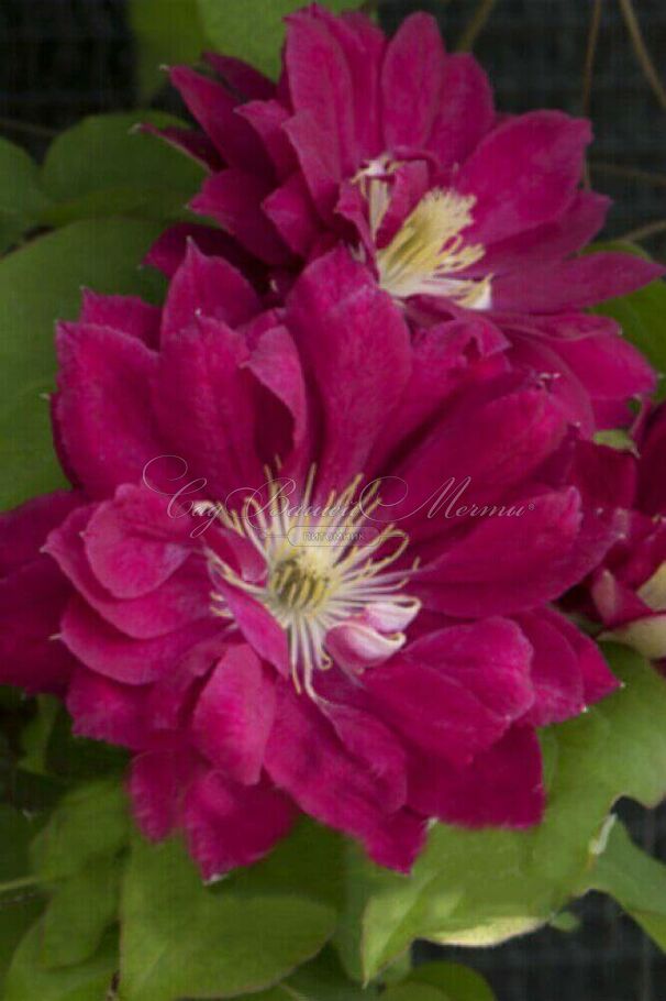 Клематис Ред Стар / Clematis Red Star — фото 3