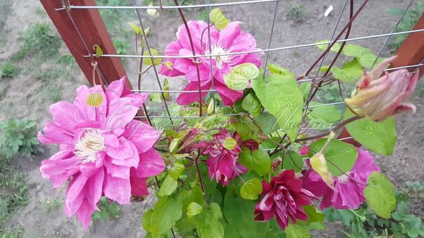 Клематис Ред Стар / Clematis Red Star — фото 4