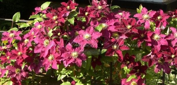 Клематис Ред Стар / Clematis Red Star — фото 5