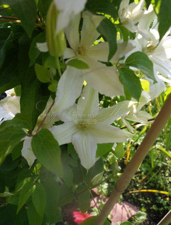 Клематис Роко Кола / Clematis Roko-Kolla — фото 2