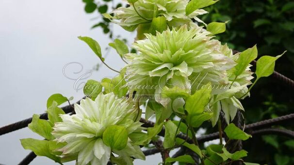 Клематис Сен-Но-Казе / Clematis Sen-no-kaze — фото 2