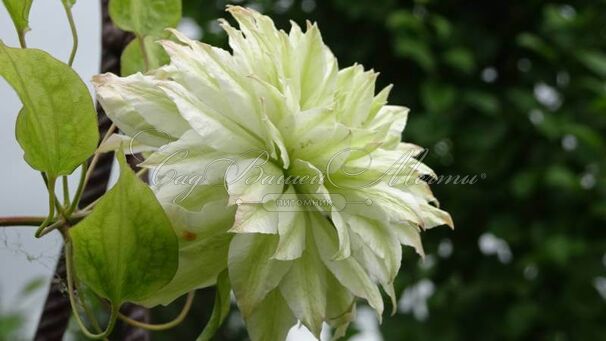 Клематис Сен-Но-Казе / Clematis Sen-no-kaze — фото 3