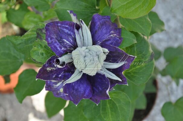 Клематис Шин-Шигйоки / Clematis Shin-shigyoku — фото 2