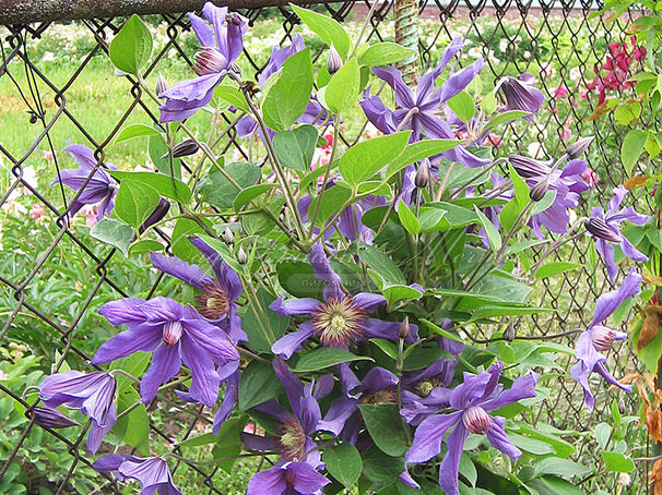 Клематис Сизая Птица / Clematis Sizaia Ptitsa — фото 4