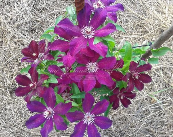 Клематис Стасик / Clematis Stasik — фото 3