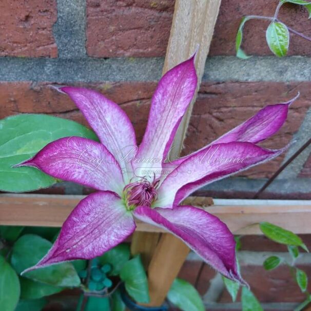 Клематис Тае / Clematis Tae — фото 2
