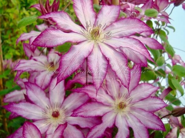 Клематис Тае / Clematis Tae — фото 3