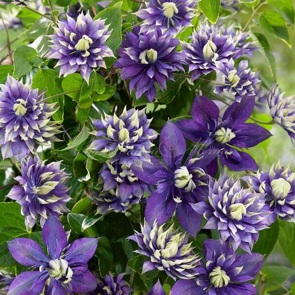 Клематис Тайга / Clematis Taiga — фото 2
