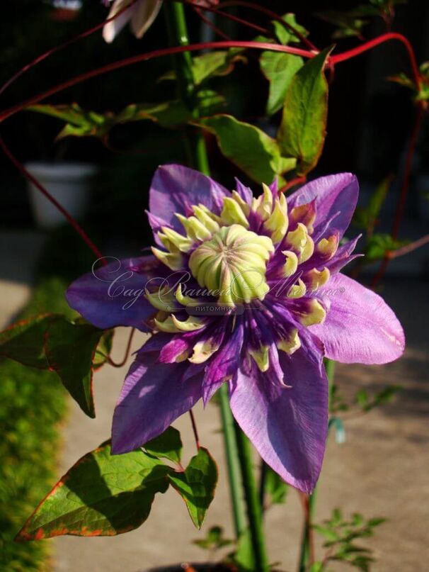 Клематис Тайга / Clematis Taiga — фото 3