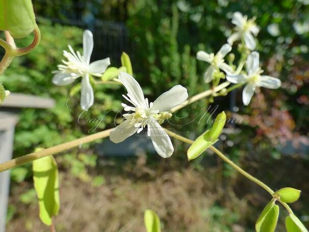 Клематис Эрли Сноу / Clematis terniflora Early Snow — фото 3