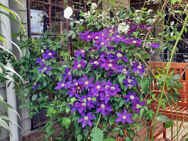 Клематис Вагабонд / Clematis The Vagabond — фото 2