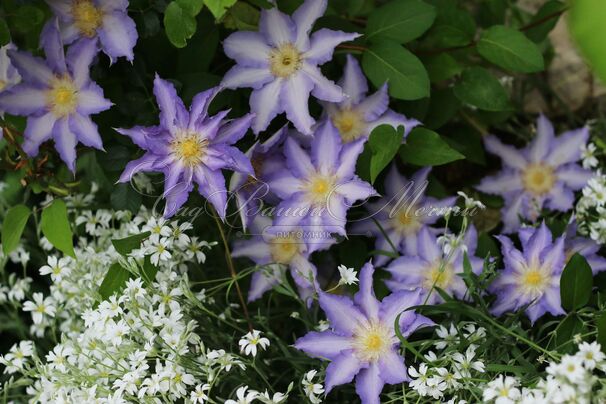 Клематис Тирислунд / Clematis Thyrislund — фото 2