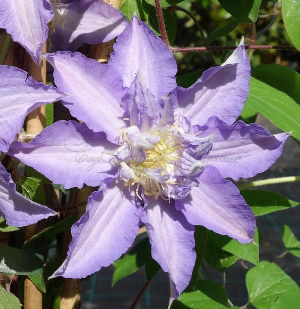 Клематис Тирислунд / Clematis Thyrislund — фото 4