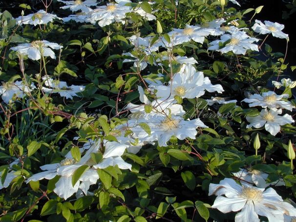 Клематис Токи / Clematis Toki — фото 2