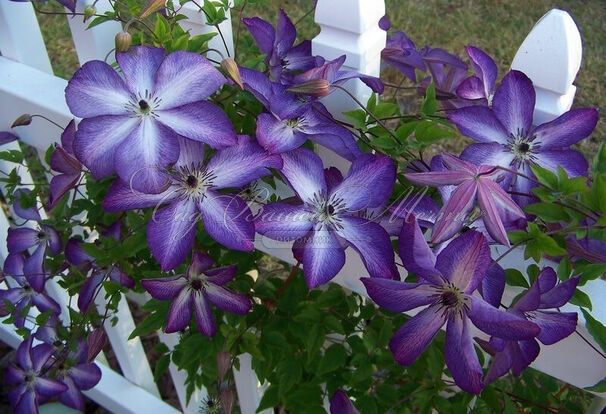 Клематис Веноса Виолас / Clematis Venosa Violacea — фото 2