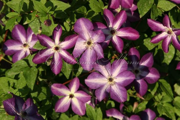 Клематис Веноса Виолас / Clematis Venosa Violacea — фото 3