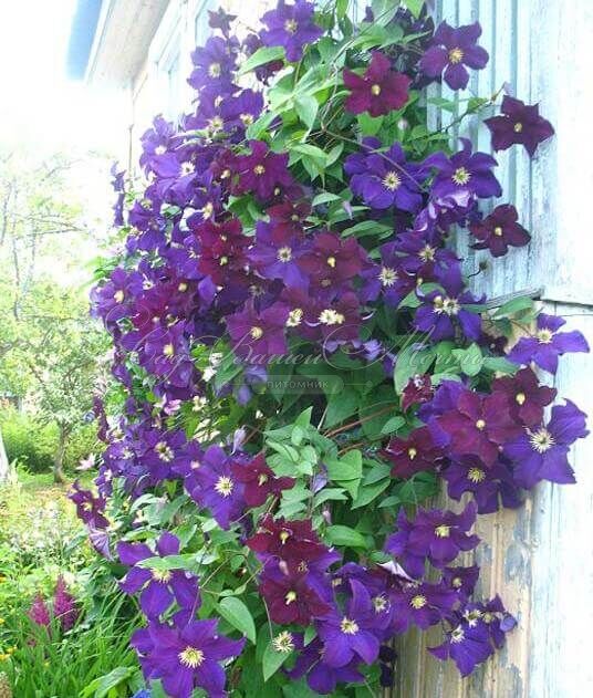 Клематис Виола / Clematis Viola — фото 2