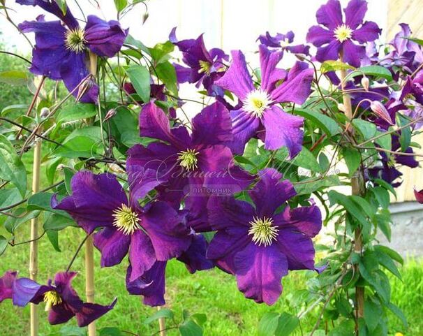 Клематис Виола / Clematis Viola — фото 3