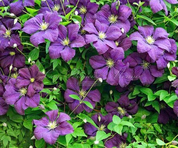 Клематис Виола / Clematis Viola — фото 4