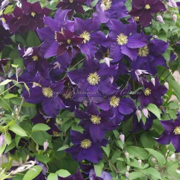 Клематис Виола / Clematis Viola — фото 5