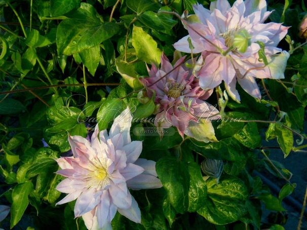 Клематис Вайолет Элизабет / Clematis Violet Elizabeth — фото 3