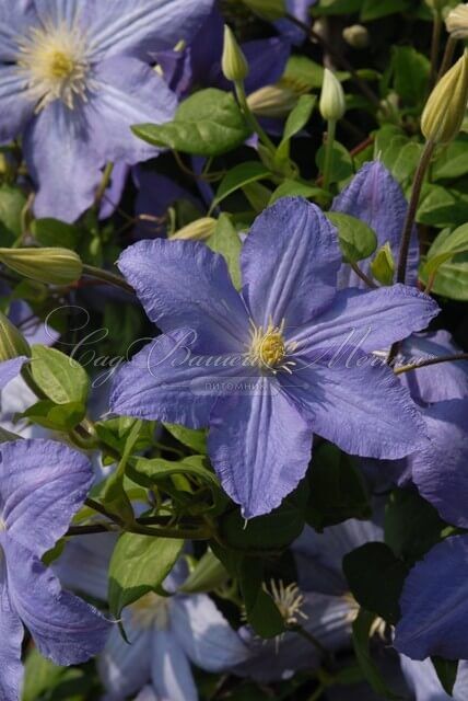 Клематис Вистула / Clematis Vistula — фото 2