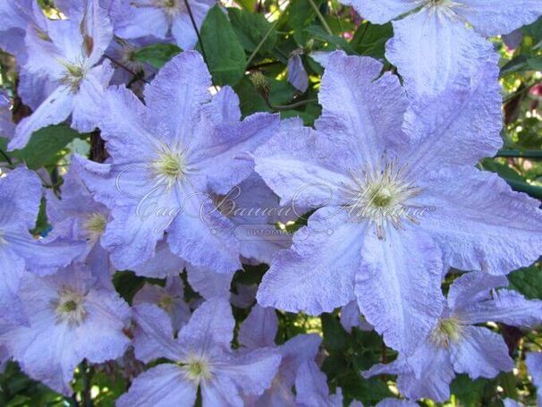 Клематис Вистула / Clematis Vistula — фото 3
