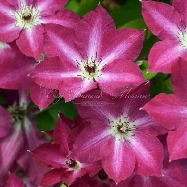 Клематис Вива Полония / Clematis Viva Polonia — фото 2