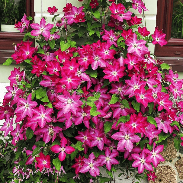Клематис Вива Полония / Clematis Viva Polonia — фото 3