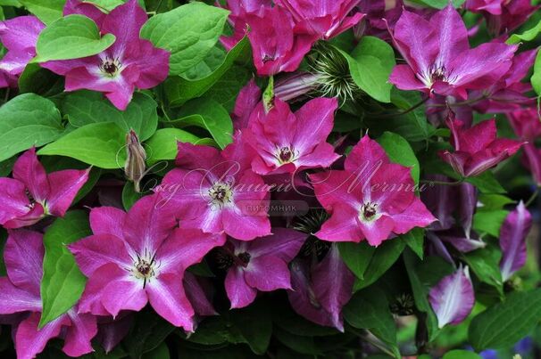 Клематис Вива Полония / Clematis Viva Polonia — фото 4