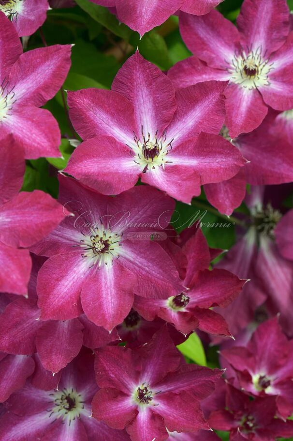 Клематис Вива Полония / Clematis Viva Polonia — фото 5