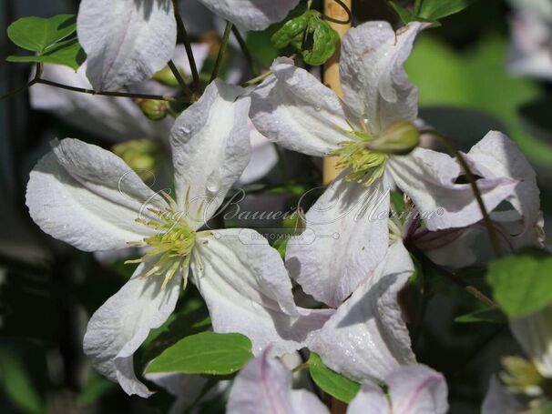 Клематис Вайт Принц Чарльз / Clematis White Prince Charles — фото 2