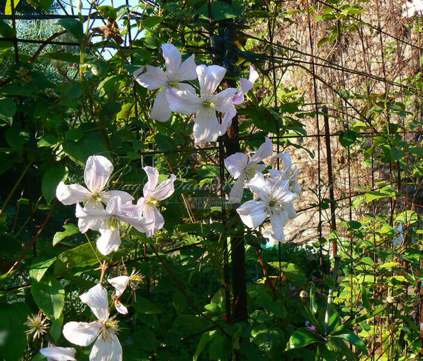 Клематис Вайт Принц Чарльз / Clematis White Prince Charles — фото 3