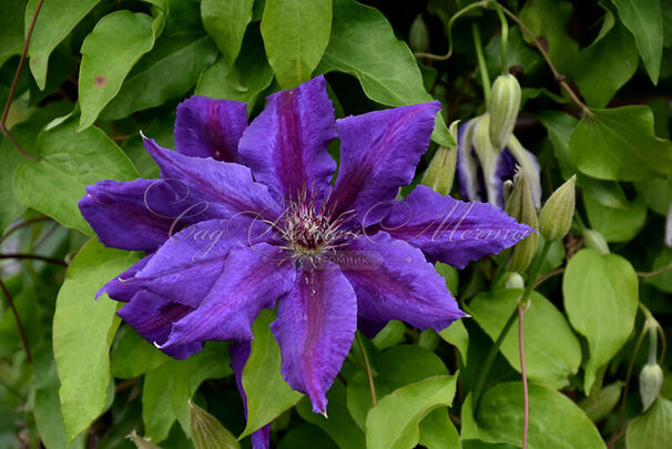 Клематис Вайлдфайер / Clematis Wildfire — фото 2