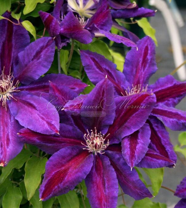 Клематис Вайлдфайер / Clematis Wildfire — фото 3