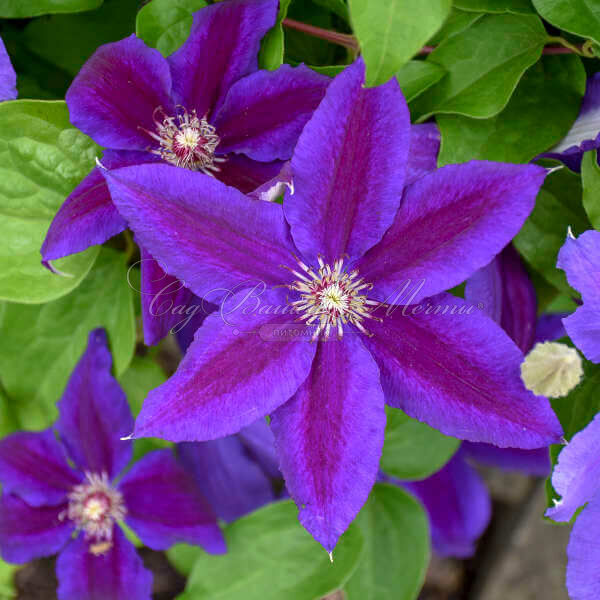 Клематис Вайлдфайер / Clematis Wildfire — фото 4
