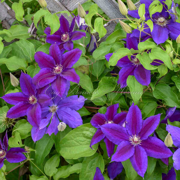 Клематис Вайлдфайер / Clematis Wildfire — фото 5