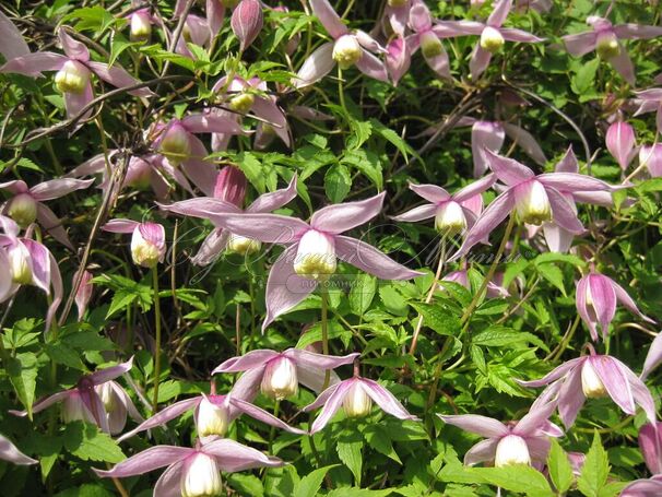 Клематис Вилли / Clematis Willy — фото 2