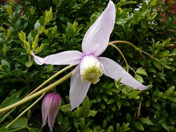 Клематис Вилли / Clematis Willy — фото 3