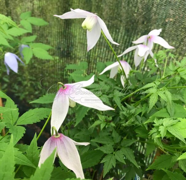 Клематис Вилли / Clematis Willy — фото 4