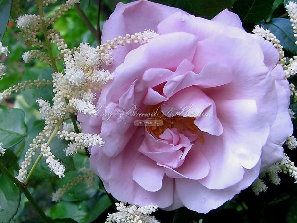 Роза La Rose du Petit Prince (Ля Роз дю Пти Принс) — фото 2