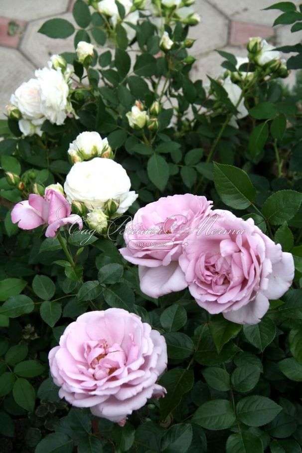 Роза La Rose du Petit Prince (Ля Роз дю Пти Принс) — фото 3