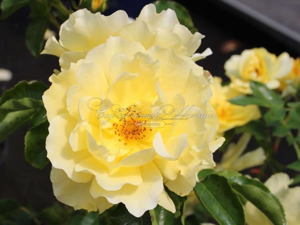 Роза Limesgold (Лимесголд) — фото 2
