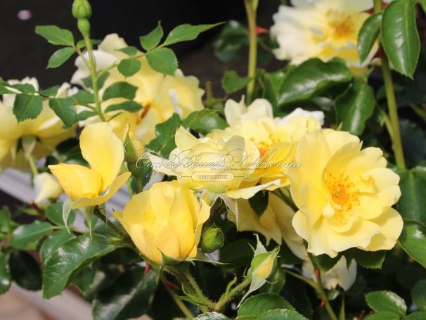 Роза Limesgold (Лимесголд) — фото 4